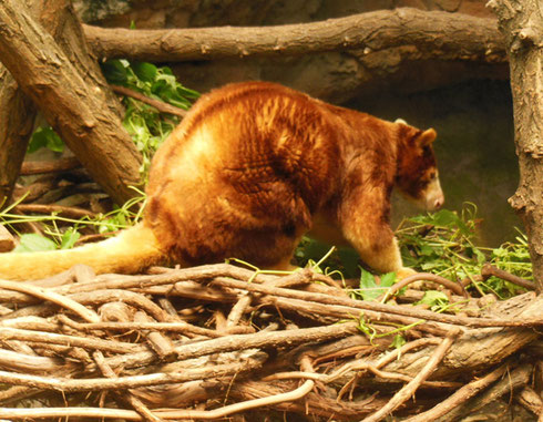 2013 Feeding Time is More Important to this Red Panda than this Photo Shoot