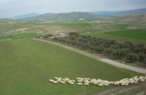 2011 Sheep Heading Home to the Hills just outside Catania, Sicily