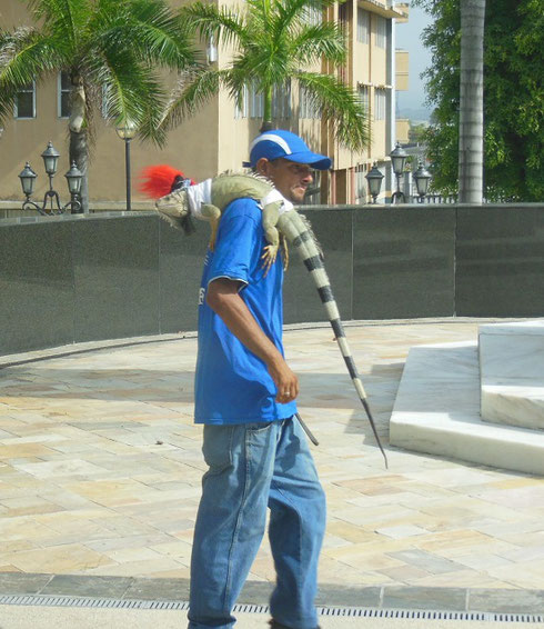 2016 A Man and his Pet Iguana on the Streets of San Juan, Puerto Rico