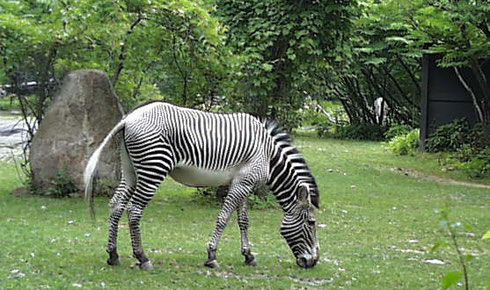 2007 Everybody Has a Favorite - I Love the Zebras at this Zoo