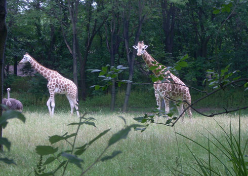 2011 The Animals at the Bronx Zoo Live in Natural Habitats with Lots of Space