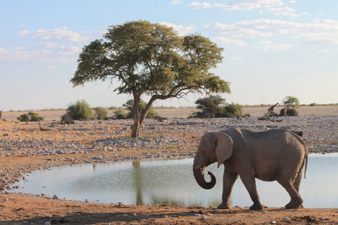 One of Many Elephant and Wild Game Sightings you will see on Namibia & South Africa