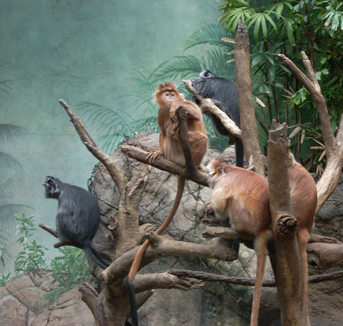 2009 Langurs Make Themselves Comfortable in the Indoor Asian Rainforest Habitat