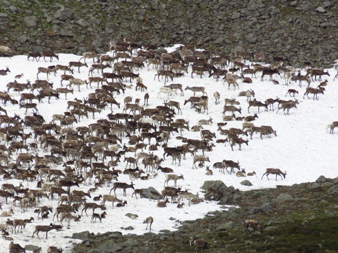 Premier troupeau de rennes sur une plaque de neige