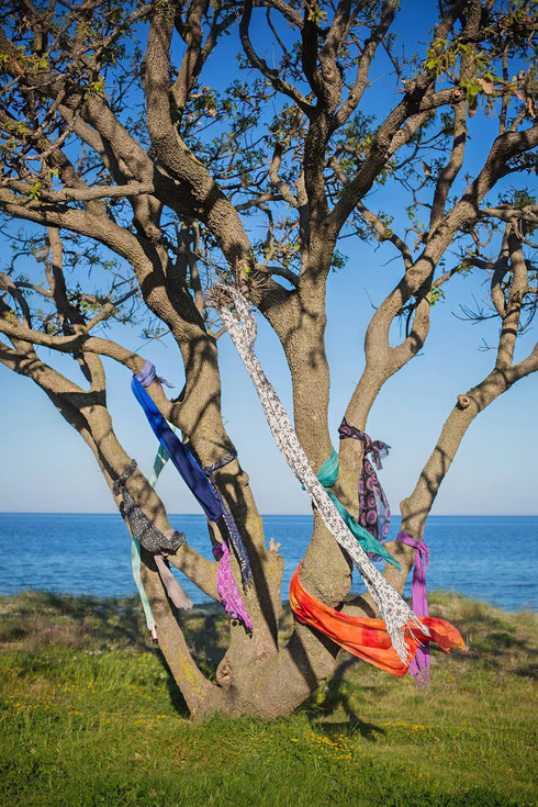 Photo : Thomas Ricci - L'arbre à foulard, en vrai !