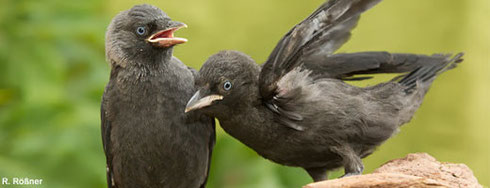 Vogel des Jahres 2012 - Die Dohle