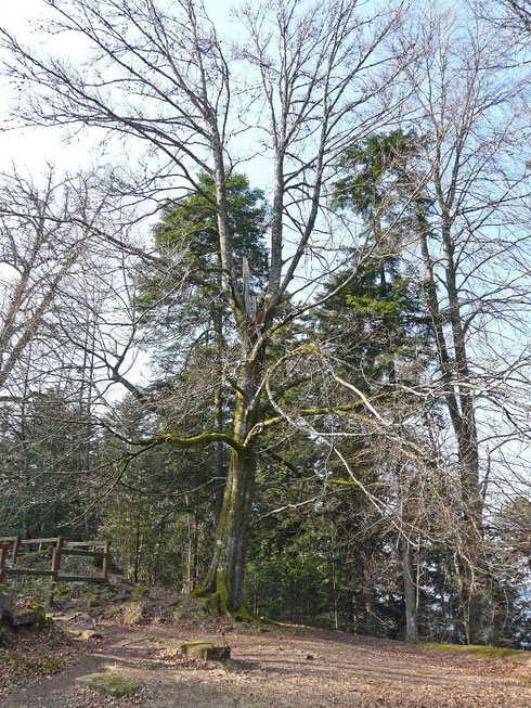 L'arbre-totem