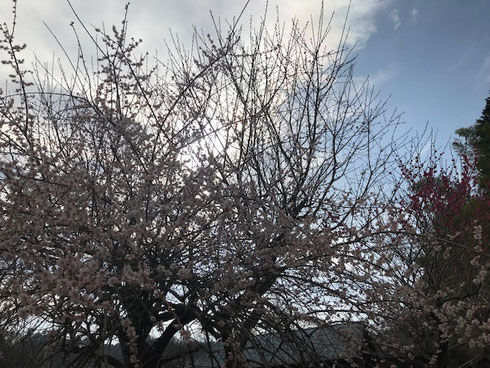庭木の梅は満開!