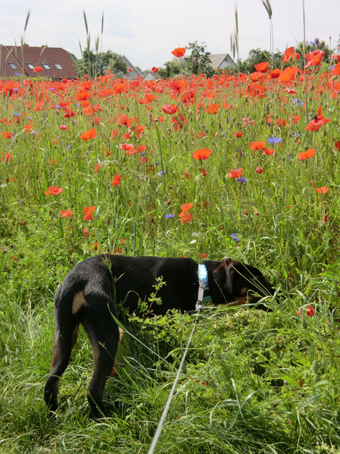 ein Bett im Mohnfeld
