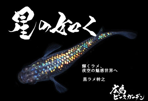 黒ラメ幹之とは 広島ピースガーデン 改良メダカを送料無料で