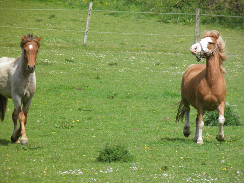 Batik d'Ar Menez - hongre de 2011 et Beros Flox - ponette de 2008