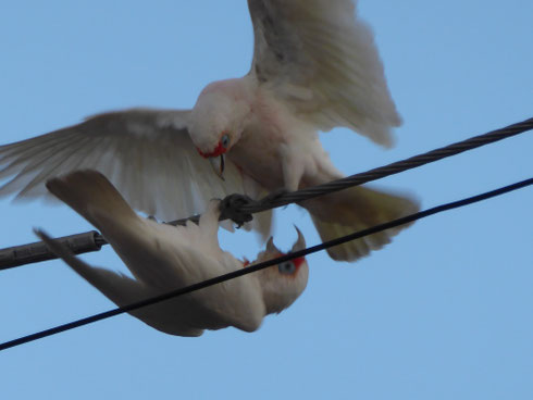 Little Corella, Nowra