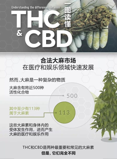 CBD THC工业大麻 治疗癌症 德国欧亚商旅