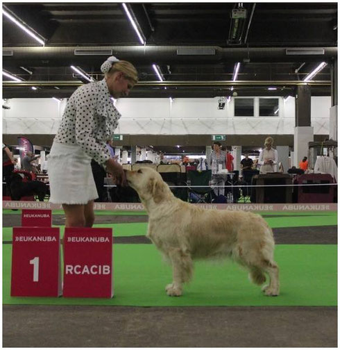 Multi Ch.Butterfl'Highland Feu Follette ,1ere classe champion ,RCACIB