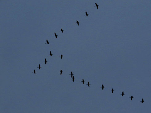 Kraniche über Lendersdorf, Hauptstraße, 9.11.2014, 15.48 Uhr (Foto: Wolfgang Voigt)