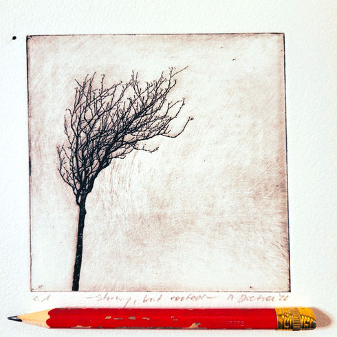 Kunst mit Baum-Motiv. Ein kahler Baum ist durch starken Wind geformt worden. Geschenk Alt wie ein Baum