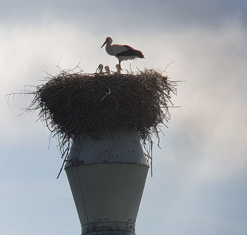 Storchenmama mit ihrem Nachwuchs!  Foto: Alexandra Riedinger