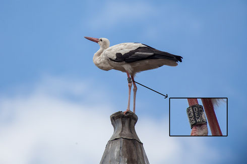 Storch Heinrich präsentiert sich auf dem Dachtürmchen dem Fotografen  Dr. Eckehard Flotho!