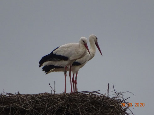 Storchenpaar lässt sich noch Zeit mit der Eiablage!  Foto: Ulrike Mose