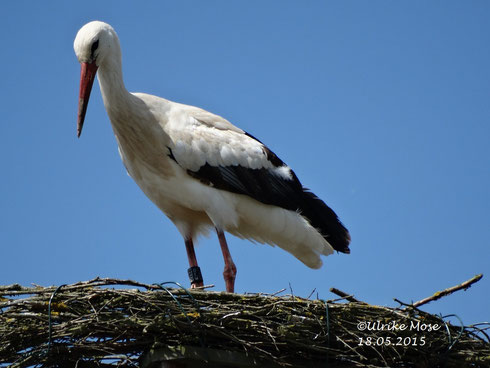 Einjähriger Storch "Leo" besucht  seinen ehemaligen Spielplatz!!