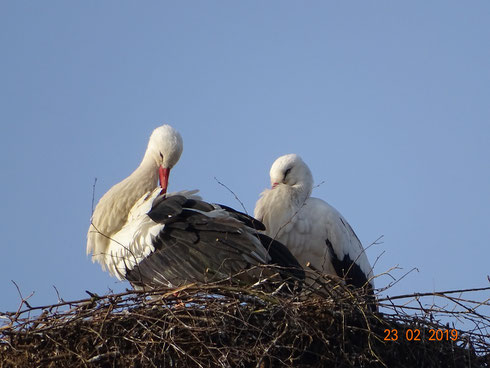 Morgenstimmung auf dem Schornsteinnest!!