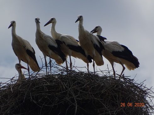 Papa Paco lässt seine fünf Jungstörche nicht aus den Augen!  Foto: Ulrike Mose