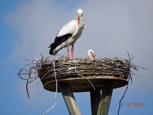 Das Storchenpaar Kira und Carlos genießen das Leben im neuen Nest!! Foto: Ulrike Mose