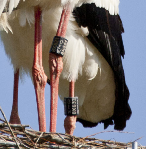 Hier kann man die Ringe klar und deutlich ablesen. Das Storchenmännchen aus Loshausen trägt den Ring DEW 8X621,  die Storchendame aus Wabern trägt den Ring DEW 0X632.  Foto: Christiane Sasse