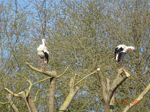 Ruheplatz auf einem Baum.  Foto: Ulrike Mose