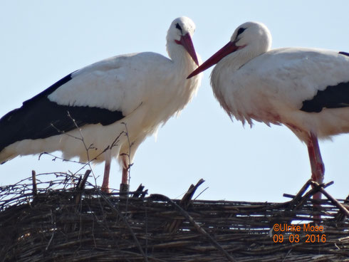 Hier die frischgebackenen Storcheneltern George (liegend) und Jule (stehend)