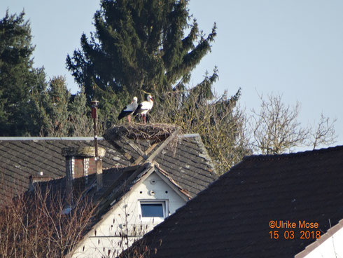 Storchenmännchen Merlin mit Partnerin Romy, welche ich ihr Nest wieder zurückgeholt hat.