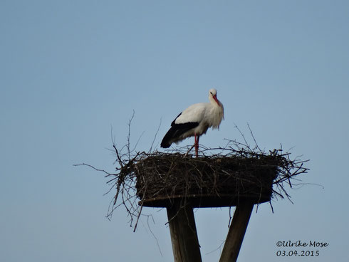 Storchenmännchen Friedrich im Jahr2015!