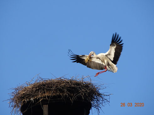 Brutstorch mit einer Ladung Stroh im Schnabel.  Foto: Ulrike Mose