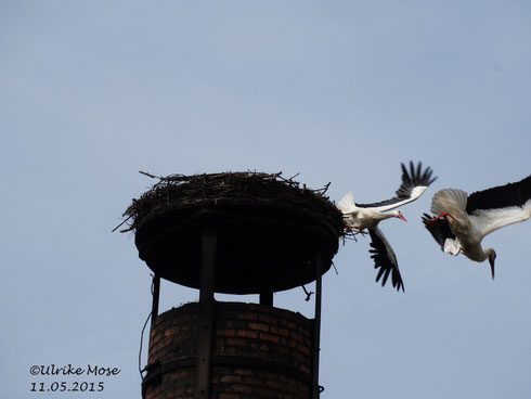 Rangeleien und Kämpfe ums Schornsteinnest Mose in Wabern!!