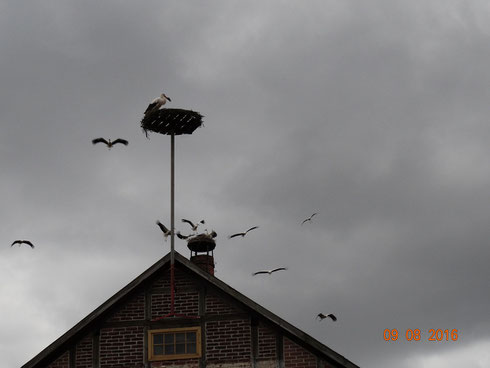 Zwölf Jungstörche auf einen Streich!  Foto: Ulrike Mose