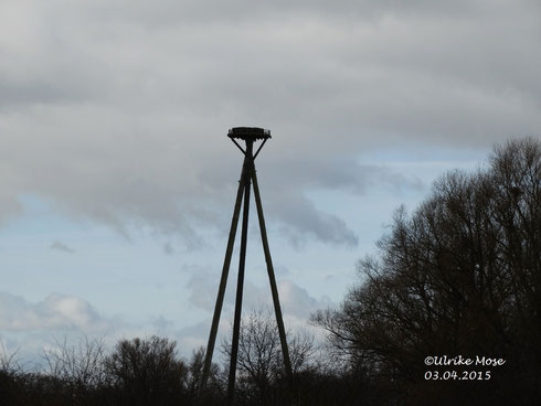 Storchenhorst IV -  Alter Pfuhl Unshausen