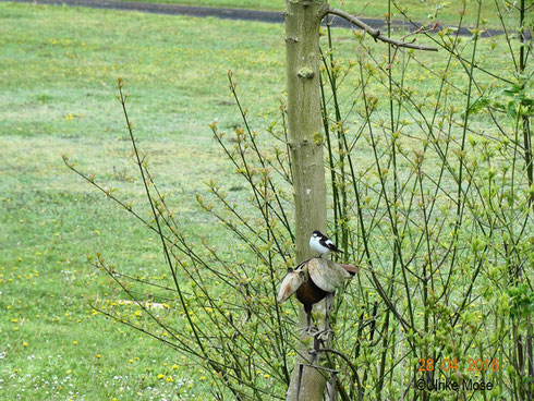 Trauerschnäpper in unserem Garten.   Foto: Ulrike Mose