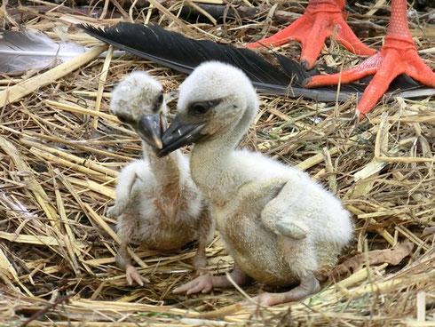 So oder so ähnlich  wird es bald auch in den Nestern bei  den Brutpaaren Paul + Pauline und Feline + Friedrich aussehen.       Foto. AktionPfalzstorch  