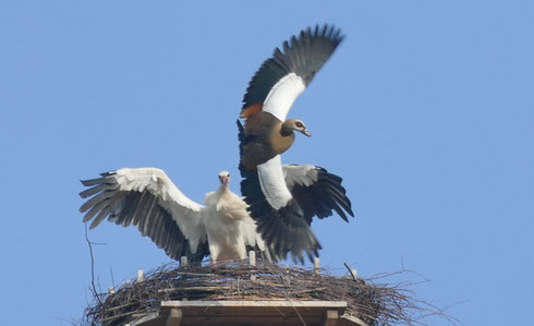 Ehemaliger Jungstorch vom Spänebunker, verteidigt sein Nest auf dem Leonardsturm in Alsfeld!  Foto:  Walter Märke