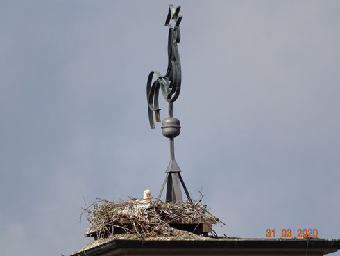 Auf dem Glockenturm wird gebrütet. Foto: Ulrike Mose