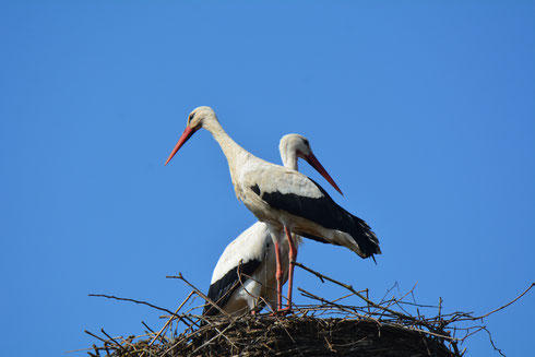 Storchenmännchen George hat wieder eine neue Partnerin gefunden.  Foto: Krüger Wiegand