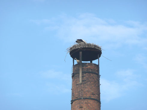 Brütender Storch mit Nilgans als Untermieter!   Foto: Ulrike Mos