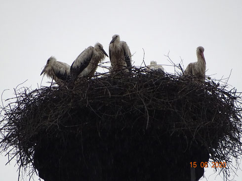 Störche im strömenden Regen!! Foto: Ulrike Mose