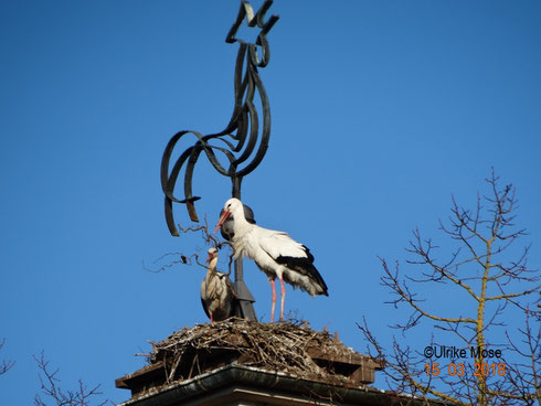 Neue Paarkombination auf der kath. Kirche - Störchin Maggy und Storch Namenlos!   