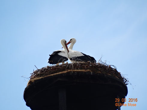 Neues Storchenpaar Paco + Antonia auf dem neuen Nest!!