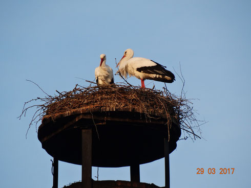 Unser neues Storchenpaar Paco und Marie haben sich gefunden.   Foto: Ulrike Mose