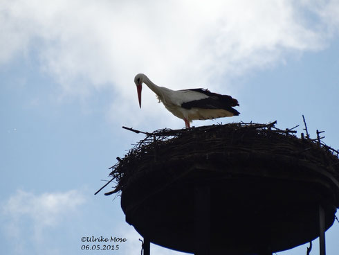 Interessierter Fremdstorch auf dem Schornsteinnest!!