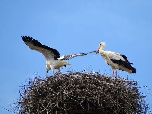 Mama Marie passt auf, dass ihr Kleiner alles richtig macht.  Foto: Ulrike Mose