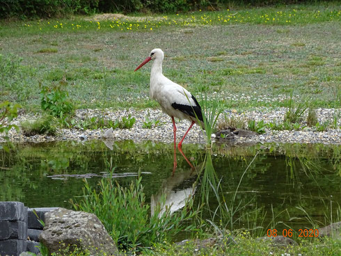 Storch Paco genießt die Zeit am Teich!  Foto: Ulrike Mose 