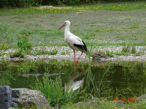 Storch Paco genießt die Zeit am Teich!  Foto: Ulrike Mose 